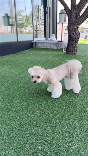비 오고 난뒤 냄새 폴폴 💚 #먹태 #몰키즈 #애견카페 #구미도그 #애견영상 #강아지브이로그 #가나디 #puppydog #shorts #쇼츠 #사랑스러운강아지