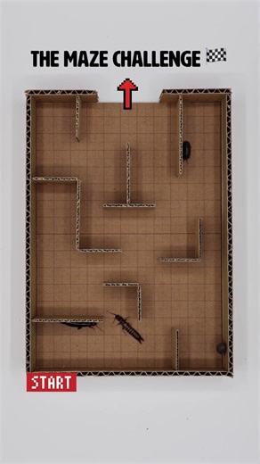 TEAM BATTLE! 🏁 2 Earwigs vs. 2 Pill Bugs Maze Race! #shorts