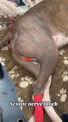 Sciatic Nerve Block in a dog #dog #dogshorts #veterinary #vetnurse #vettech #vettechlife #fyp
