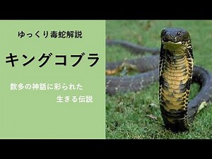 キングコブラ