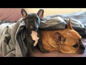 Frenchie Gets A New Frenchie