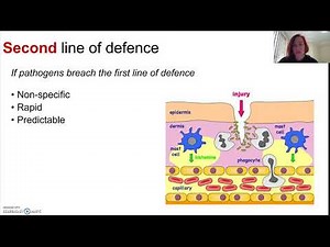 Innate immunity (Part 2 - Second line of defence)