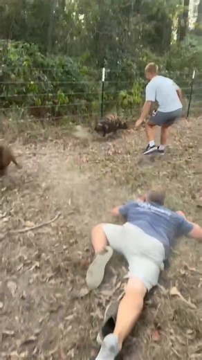 Farm Fails: When loading the pig in the pen goes WRONG! 🤣 #farm #fail #funny