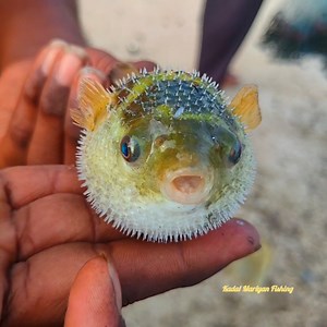 4.4K views · 48 reactions | Catching Puffer fish & Tilapia fish ish & Mullet fish in Net fishing | Kadal mariyan- fishing | Facebook