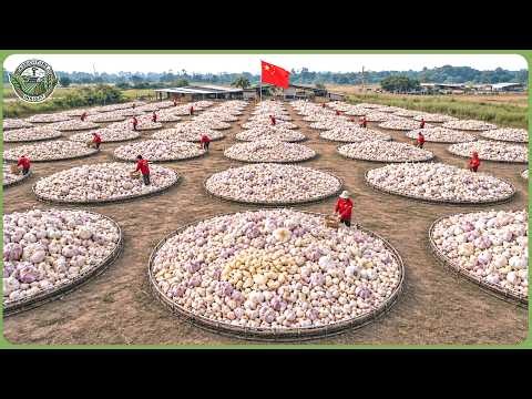 How 5 Million Tons of Spices Are Processed in Massive Modern Factories
