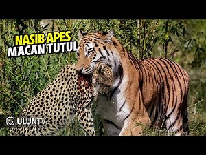 10 Deadliest Tiger Attacks Caught on Camera