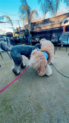 Understanding Poodle Necking: A Dog Training Insight