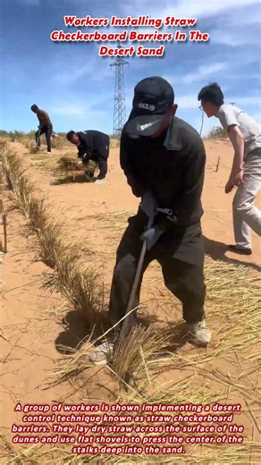 Workers Installing Straw Checkerboard Barriers In The Desert Sand