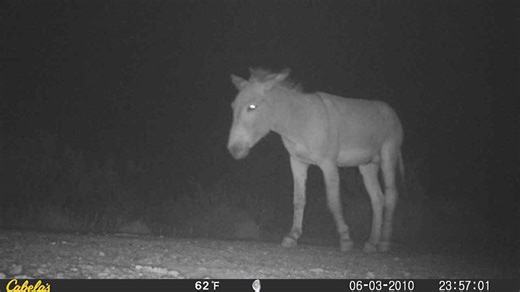 Steve Coomer on Reels