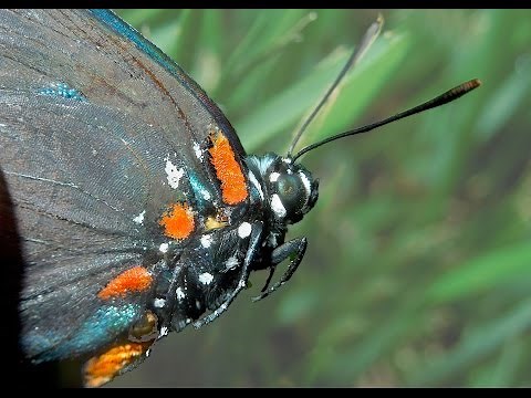 Great Purple Hairstreak Video