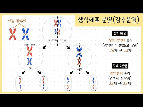 [Middle School ③ Unit 5] Lesson 2. Gamete Division￨Meiosis￨Homologous Chromosomes￨Divalent Chromo...