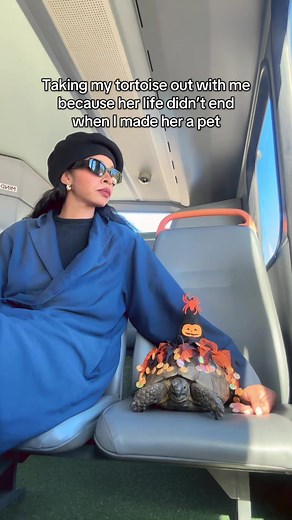 Tortoise Adventures: Exploring Life Beyond the Home