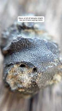 What does a paleontologist find on the beach? A shark otic capsule! #fossils 👂