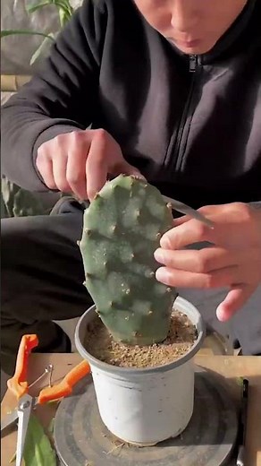 How to Graft Cactus: A Step-by-Step Guide for Beginners 🌵