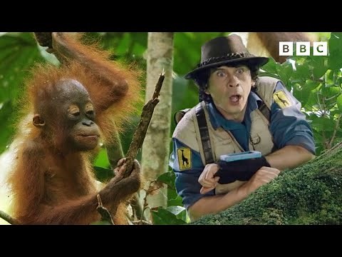 Discover the Orangutans | Andy's Global Adventures | Andy's Amazing Adventures