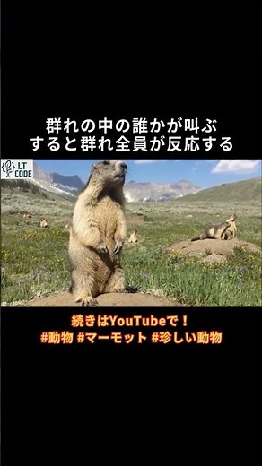 Marmot Short №11 [How Marmots Share Information]