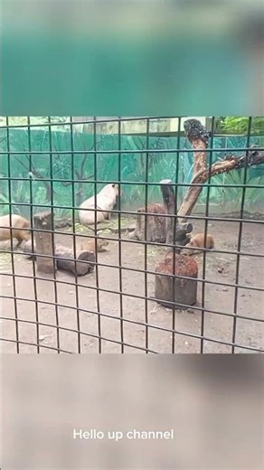 Sahabat buaya, Kapibara " babi air"