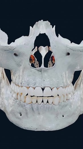 The human Head anatomy✨ #r1dzz5 #radiologyzone #foryou #fypppppppppppppppppppppp #global #Anatomy #Medical #info @TikTok Trends @tiktokglobal