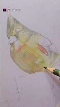Drawing small bird with colour pencils #drawing #animalart #art #colourepencildrawing #painting