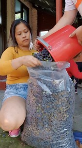 HARVESTING GRAPES PARA GAWING WINE | The Petre Family