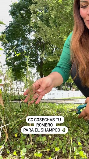 #cabello #cabellosano #cabellosaludable #hair | Beauty Tips by Karla