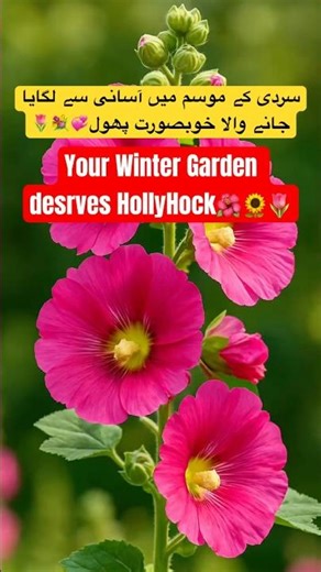 Grow Hollyhock this winter from Seeds #wintergardening #flowers #hollyhock