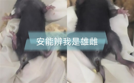 【实验民工】快速分辨C57小鼠雌雄的方法（分笼约1月为例）