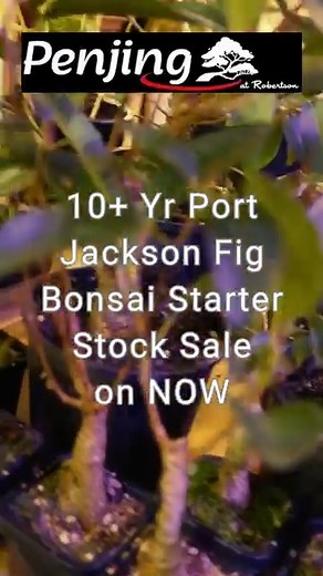 🌿 BONSAI LOVERS! 🌿 Looking for fig bonsai starter stock? We've got stunning 10 year specimens starting under $20! Perfect for beginners and pros alike. These beauties are ready to become your next masterpiece! #Bonsai #FigBonsai #BonsaiLife #PlantParent #BonsaiCommunity #AffordableBonsai #StarterStock | Penjing at Robertson
