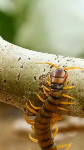 #centipede #centipedes #predator #insect #insects #insectfacts #nature #naturelovers #naturefacts #naturephotography The South American Centipede, with its incredible adaptability and predatory prowess, takes survival in the wild to a whole new level. From shedding its skin to hunting diverse prey, this insect's life is a fascinating journey of transformation. | Critters On Demand