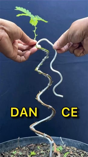 Flexible Dance, for a Beautiful Future