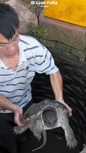 🤯 Giant Turtle found! 🐢🌊 #shortvideo