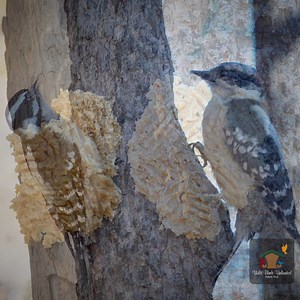 Looking to attract more birds to your backyard? Bark Butter is a great way to do that! Over 155 species of birds enjoys eating bark butter. It's a peanut and suet-based product that is super convenient to feed to the birds. Ways to offer Bark Butter: 🐦 Spread it directly onto a tree using a fork or knife. 🐦 Spread it on Bark Butter specific feeders. 🐦 Bark Butter Bits- bite size morsales of Bark Butter that can be placed in a cup or tray feeder, mixed in with seed blends, or offered loose on 