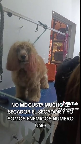 susy la cocker en el spa😄😄 #CockerSpaniel #MascotasFelices #DogLovers #cockerspanielsoftiktok #SusyLaCocker