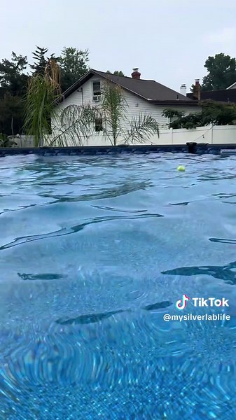 A little Splish splash in the pool for maze and Dex after school #silverlablife #mazikeen #dexstar #pooltime #summer