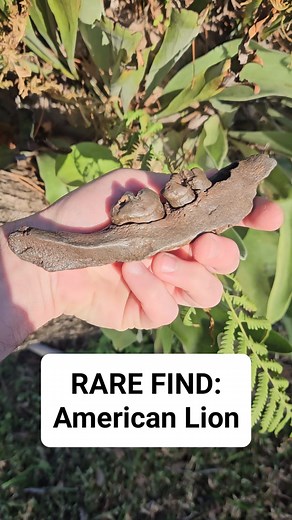 ⚠️RARE FIND⚠️WE FOUND AN AMERICAN LION JAW SECTION🤯 This fossil is considered EXTREMELY rare - more rare than Smilodon 🤯 It is estimated to be the largest cat to ever exist! This lion roamed Florida around 70,000 years ago during the Pleistocene Period. Their canine teeth could get up to 5.5" and had a bite force of over 1,800 pounds per square inch (2x the force of modern lions)!! #Fossils #fossil #fyp #rare | Cristina Mazza Schoonard