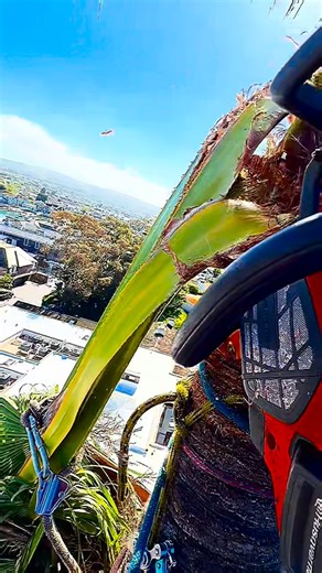 Everest tree service on Instagram: "#arborist #treeservice #climbing #professional #safety #everest #1 #palmtrees #lagunabeach #model #80ft #beach #views #petzl #arbortech #speedline #california #ocean #losangeles #chainsaw #stihl #ozzyosbourne #best #facebook"