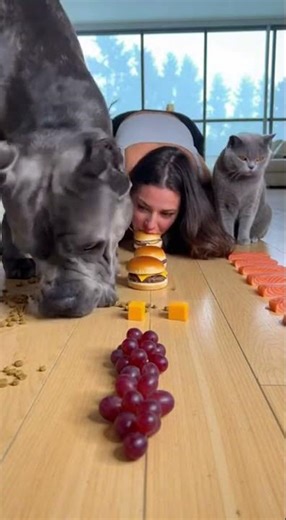 Funny Dog Challenges, Races & Eating Contests! #PawChallengeTV, #FunnyDogs, #DogRaces