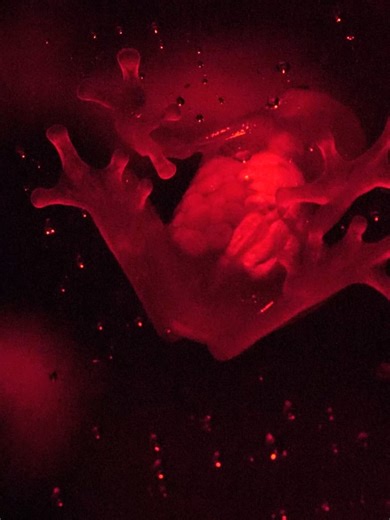 Worcester Terrariums on Reels