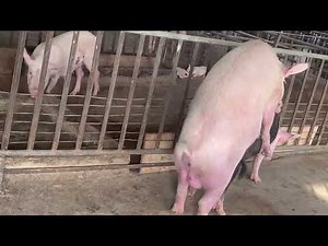 Pig meeting at Manasseh Big Dream farm