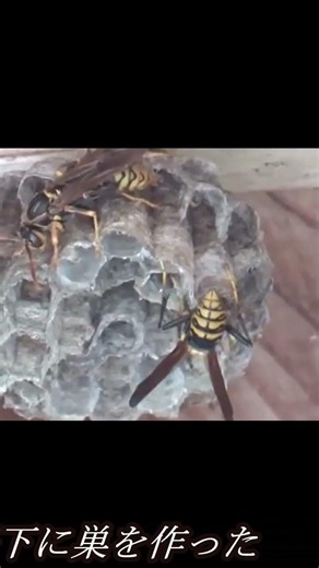 アシナガバチの幼虫に餌をやる働きバチ #アシナガバチ