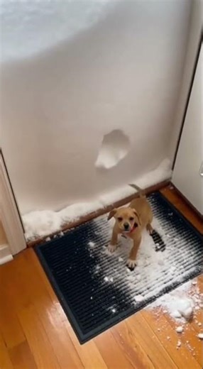 Puppy vs Deep Snow (Wait for it!) 😭 #shorts #fyp