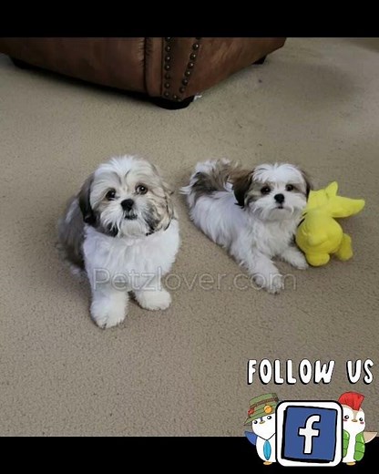 Milo the Shih Tzu Puppy – Registered Little Gentleman Ready for His Forever Home