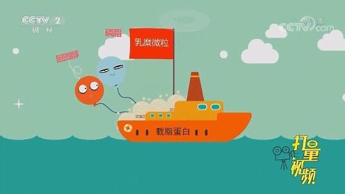脂肪在人体里是如何消化和吸收的？一段动画形象演示