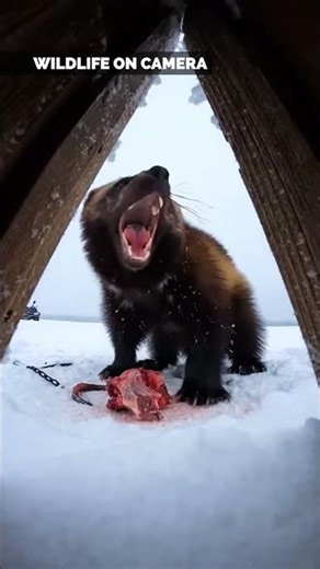 Arctic Wolverine Close Up