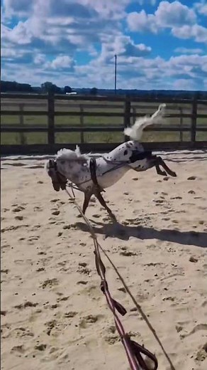 How Are They So Cute #ponies #miniature #shorts