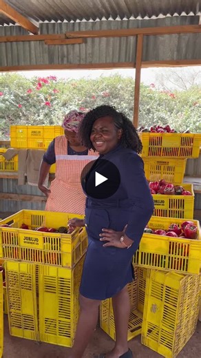#aquahubkenya #capsicumfarming #agribusiness #farmgrowth #smartfarming #marketconnections #sustainableagriculture #clientsuccess #modernfarming #farmstrategy #agribusinessgrowth #farmproductivity | Aqua Hub Kenya