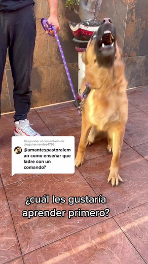 Entrenamiento Efectivo para Perros Pastor Alemán