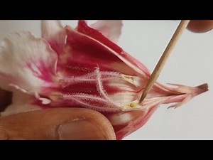 easy step by step method of cross pollination in ADENIUM plant to produce seed pod.