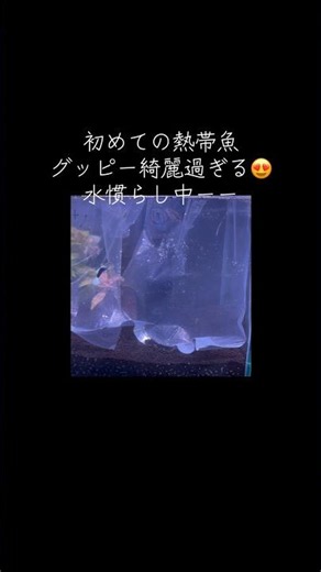 初めての熱帯魚