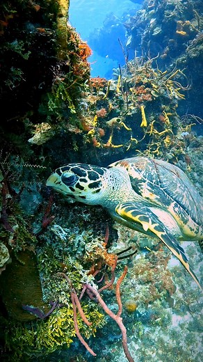 Watch this hawksbill sea turtle in action! 🐢 They munch on sponge corals as part of their diet. These turtles play a crucial role in maintaining coral reef health by controlling sponge populations. #MarineLife #NatureFacts #turtle #turtles #turtlesofinstagram #turtleturtle #turtlelife #turtlelover #turtlelove #turtlelovers #turtlegram #turtletime #turtleday #turtle🐢 #sdidivers #buceo #scubadiver #scuba#gopro #diving #scubadiving #scubadivers #cozumel #goprofamily #tortuga #tortugas #marinelife